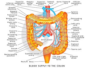 Blood supply to colon photo