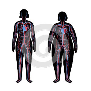 Blood system in obese body