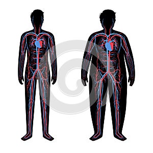 Blood system in obese body