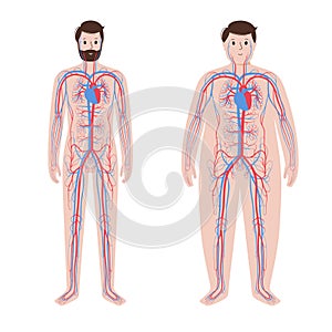 Blood system in obese body