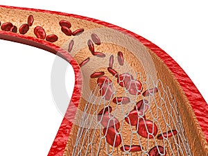 Blood Vein With Red Blood Cells