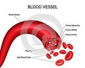 Blood vessel diagram isolated on white background. vector illustration