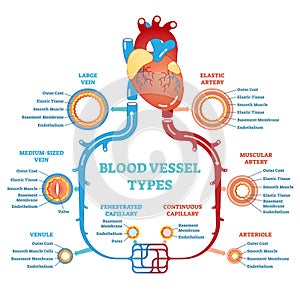 Blood vessel types anatomical diagram, medical scheme. Circulatory system. Medical educational information. photo