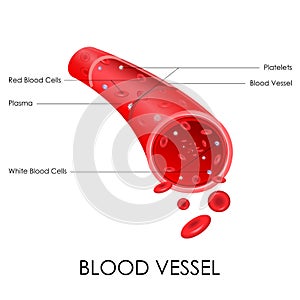 Blood Vessel photo