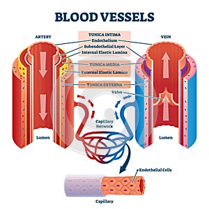 Blood vessels with artery and vein internal structure vector illustration photo