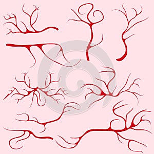 Blood vessels and capillaries