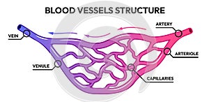 Blood vessels circulation. Human arteries and veins, deoxygenated blood with oxygen capillaries. Vector medical