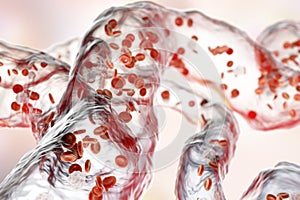 Blood vessels with flowing blood cells