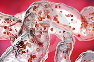 Blood vessels with flowing blood cells