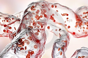 Blood vessels with flowing blood cells photo