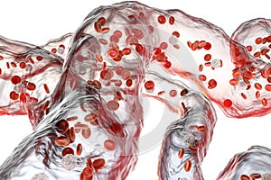 Blood vessels with flowing blood cells photo