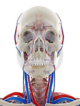 The blood vessels of the head