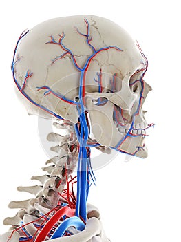 The blood vessels of the head