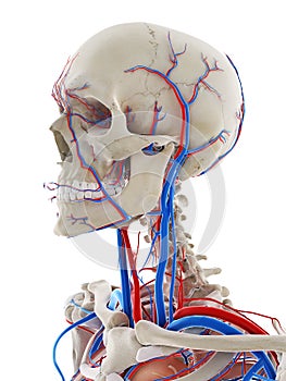 The blood vessels of the head