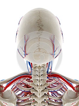 The blood vessels of the head