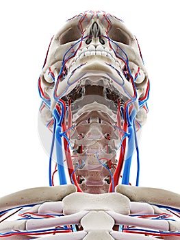 The blood vessels of the head