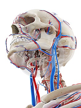 The blood vessels of the head