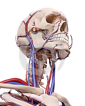 The blood vessels of the head