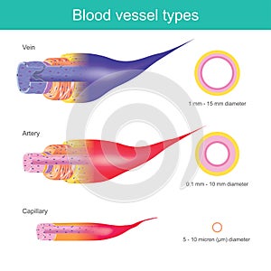 The Blood vessels in the human body are responsible for transporting corpuscle to the organ and throughout the body, These blood