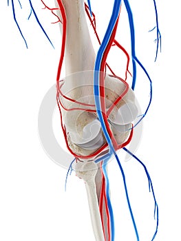 The blood vessels of the knee