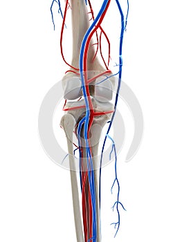 The blood vessels of the knee