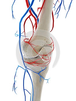 The blood vessels of the knee