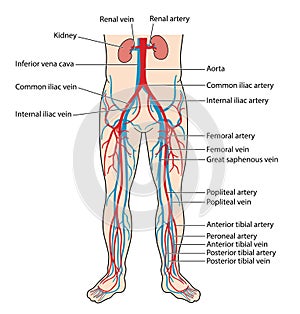 Blood vessels of the lower body