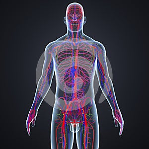 Blood Vessels and Lymph Nodes with Body