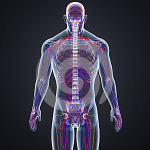 Blood Vessels and Lymph Nodes with Skeleton Body Posterior view