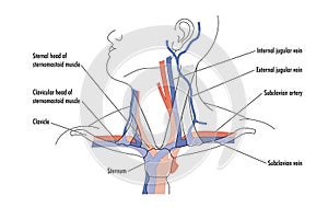 Blood vessels of the neck