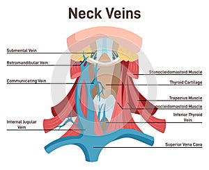 Blood vessels of the neck. Didactic scheme of neck anatomy