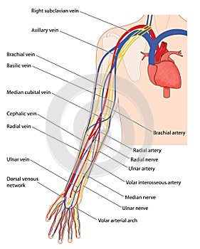 Blood vessels and nerves of the arm photo