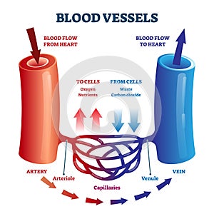 Blood vessels scheme with heart and cells flow direction vector illustration