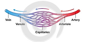 Blood Vessels Structure