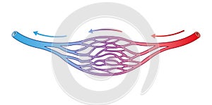 Blood Vessels Structure