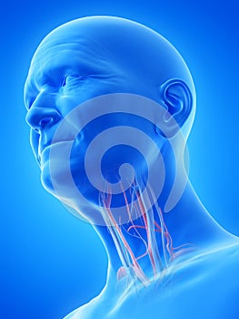 Blood vessels of the throat