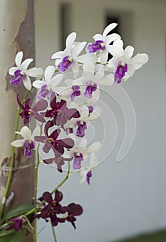 Blood and white orchid in health spa.