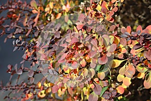 Bloodbarberry in Autumn