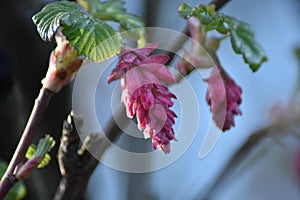 Bloodcurrant (Ribes sanguineum)