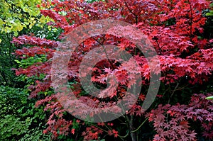 Bloodgood backdrop of a Japanese garden. It is a taller shrub of air habit. thicken the crown to create a relatively compact habit