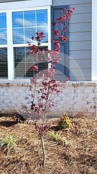 Bloodgood Japanese Maple -Acer palmatum var. atropurpureum \'Bloodgood\'