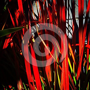 Bloodgrass