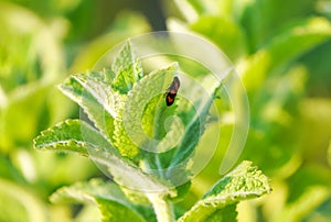 Bloodhopper on a green leaf. Insect in natural environment. Cercopidae