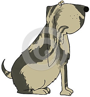Bloodhound photo