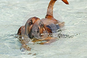 A bloodhound basset hound mix swimming