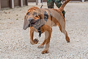 Bloodhound being worked on a track in a harness