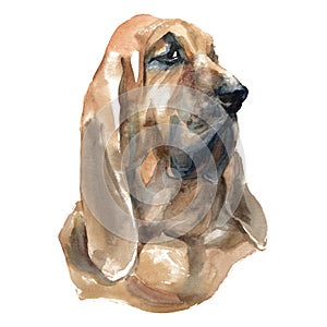 The Bloodhound photo