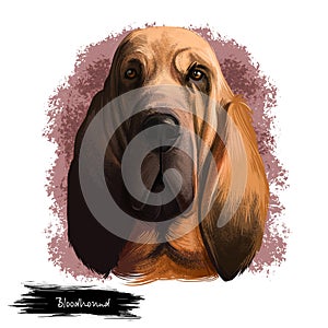 Bloodhound, Chien de Saint-Hubert, St. Hubert Hound dog digital art illustration isolated on white background. Norwegian origin photo