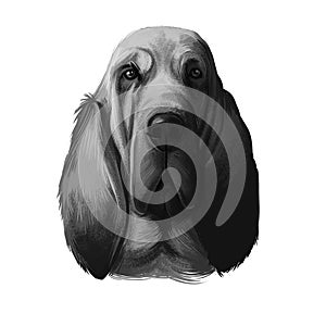 Bloodhound, Chien de Saint-Hubert, St. Hubert Hound dog digital art illustration isolated on white background. Norwegian origin