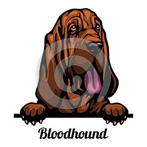 Bloodhound - Color Peeking Dogs - breed face head isolated on white photo